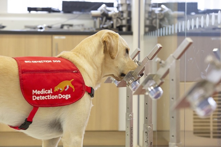 犬の嗅覚がパーキンソン病を早期発見?最新研究が示す驚きの可能性